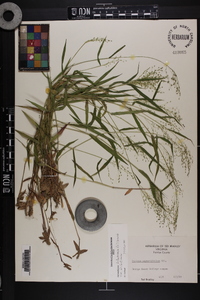 Dichanthelium dichotomum var. dichotomum image