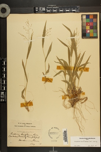 Dichanthelium laxiflorum image