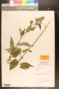 Symphyotrichum urophyllum image