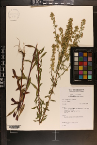 Solidago pulverulenta image