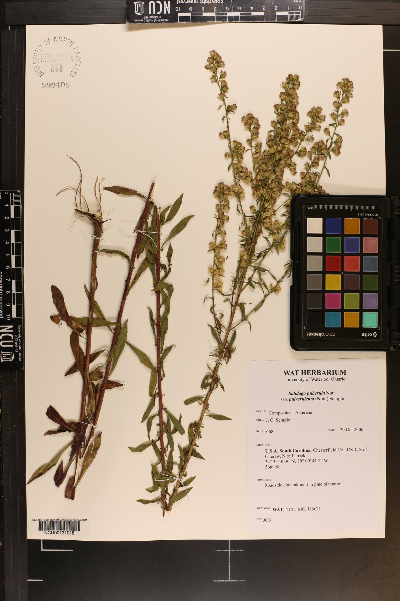 Solidago pulverulenta image