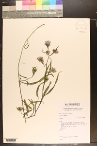 Symphyotrichum novi-belgii var. elodes image