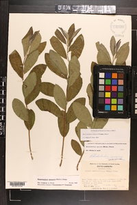 Rhododendron canescens image