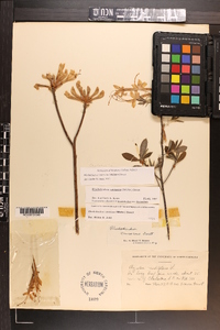 Azalea nudiflora image