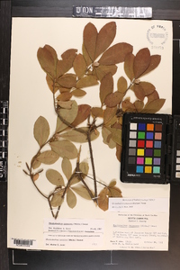 Rhododendron canescens image