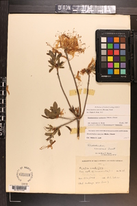 Azalea nudiflora image