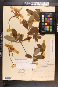 Rhododendron canescens image