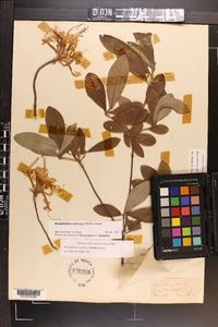 Rhododendron canescens image
