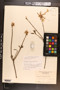 Rhododendron canescens image