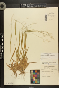 Dichanthelium laxiflorum image