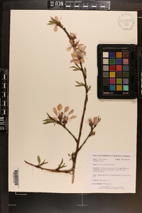 Prunus persica image