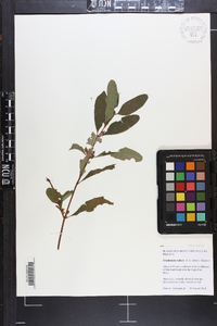 Triadenum walteri image