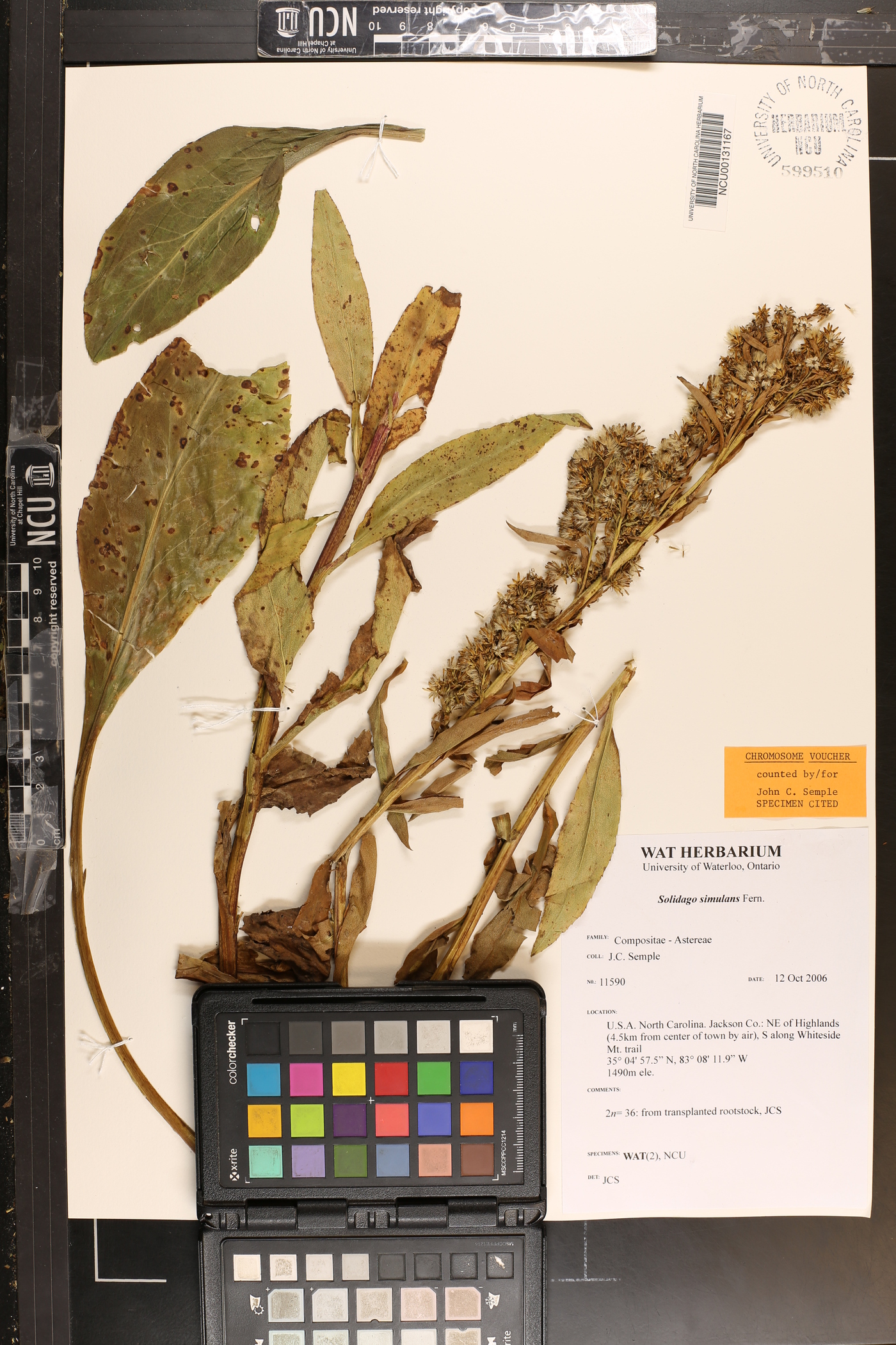 Solidago simulans image