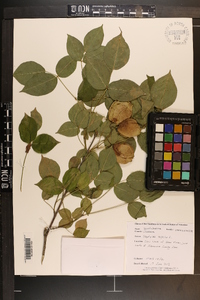 Staphylea trifolia image