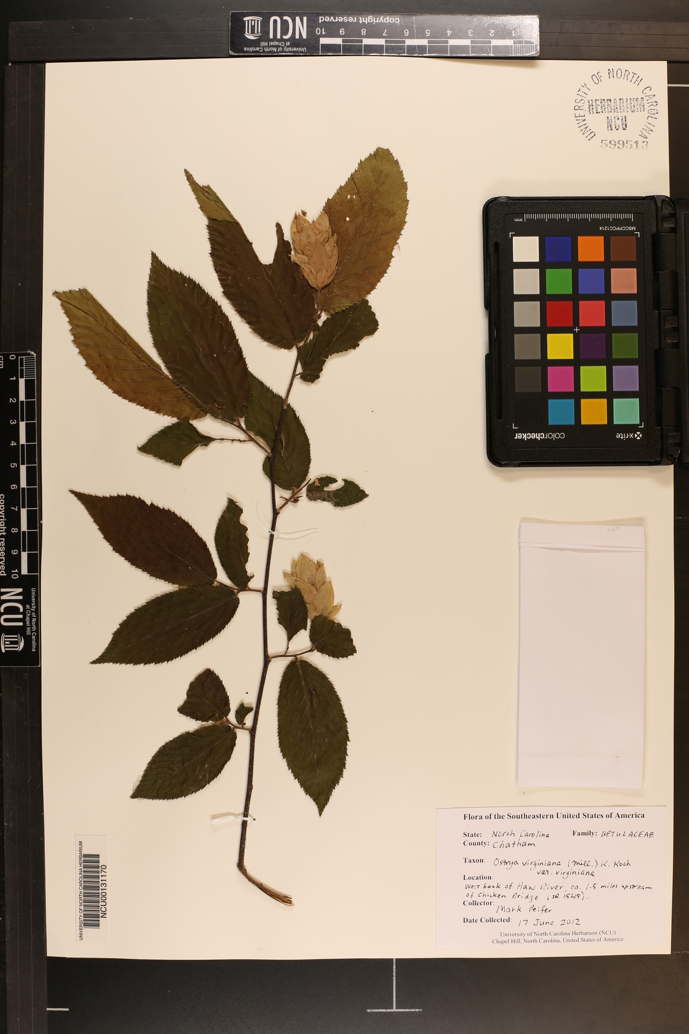 Ostrya virginiana var. virginiana image