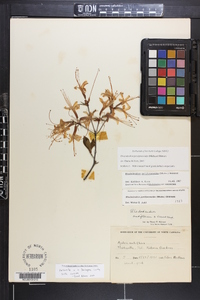 Azalea nudiflora image