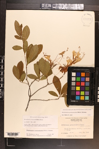 Rhododendron periclymenoides image