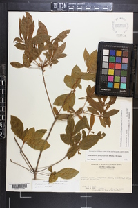 Rhododendron periclymenoides image