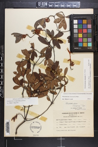 Azalea arborescens image