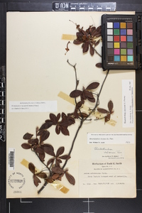 Azalea arborescens image