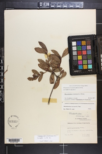 Azalea arborescens image