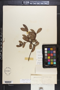 Azalea arborescens image