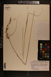 Sorghastrum elliottii image