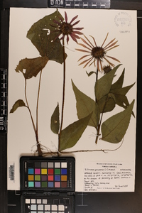 Echinacea purpurea image