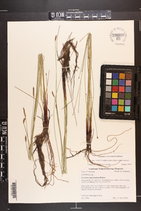 Eleocharis macrostachya image