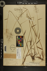 Dichanthelium acuminatum subsp. longiligulatum image