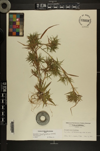 Dichanthelium acuminatum subsp. longiligulatum image