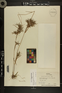 Dichanthelium acuminatum subsp. longiligulatum image