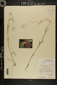 Dichanthelium acuminatum subsp. longiligulatum image