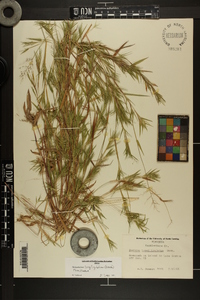 Dichanthelium acuminatum subsp. longiligulatum image