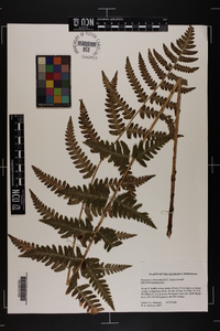 Dryopteris clintoniana image