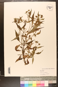 Bidens tripartita image