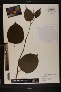 Reynoutria japonica image