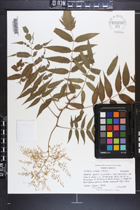 Sorbaria arborea image