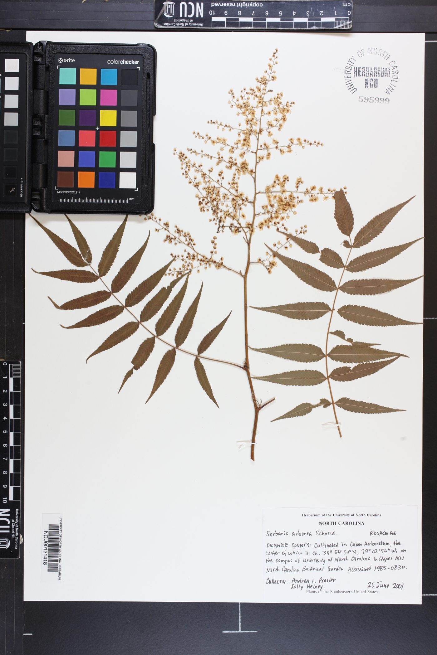 Sorbaria arborea image