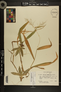 Dichanthelium polyanthes image