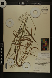 Panicum scabriusculum image
