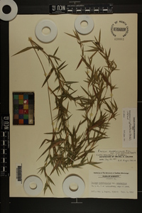 Panicum scabriusculum image
