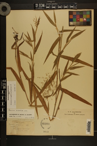 Dichanthelium scoparium image