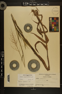 Dichanthelium scoparium image