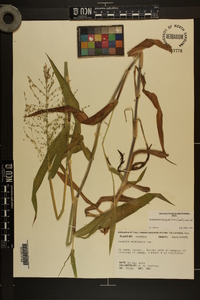 Dichanthelium scoparium image