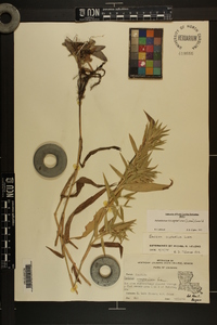 Dichanthelium scoparium image