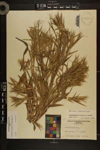 Dichanthelium scoparium image