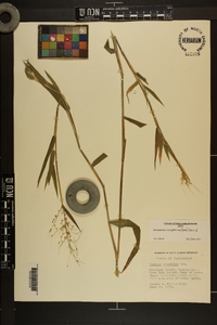 Dichanthelium scoparium image