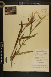 Dichanthelium scoparium image