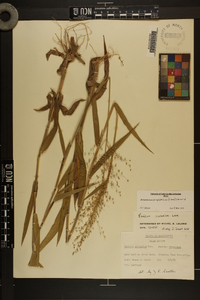 Dichanthelium scoparium image